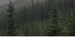 Desktop Screenshot of cedartreefound.org